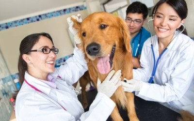 Profissões Regulamentadas: Medicina Veterinária