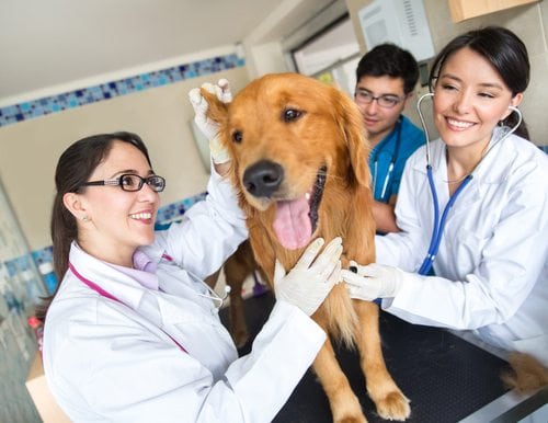 Profissões Regulamentadas: Medicina Veterinária