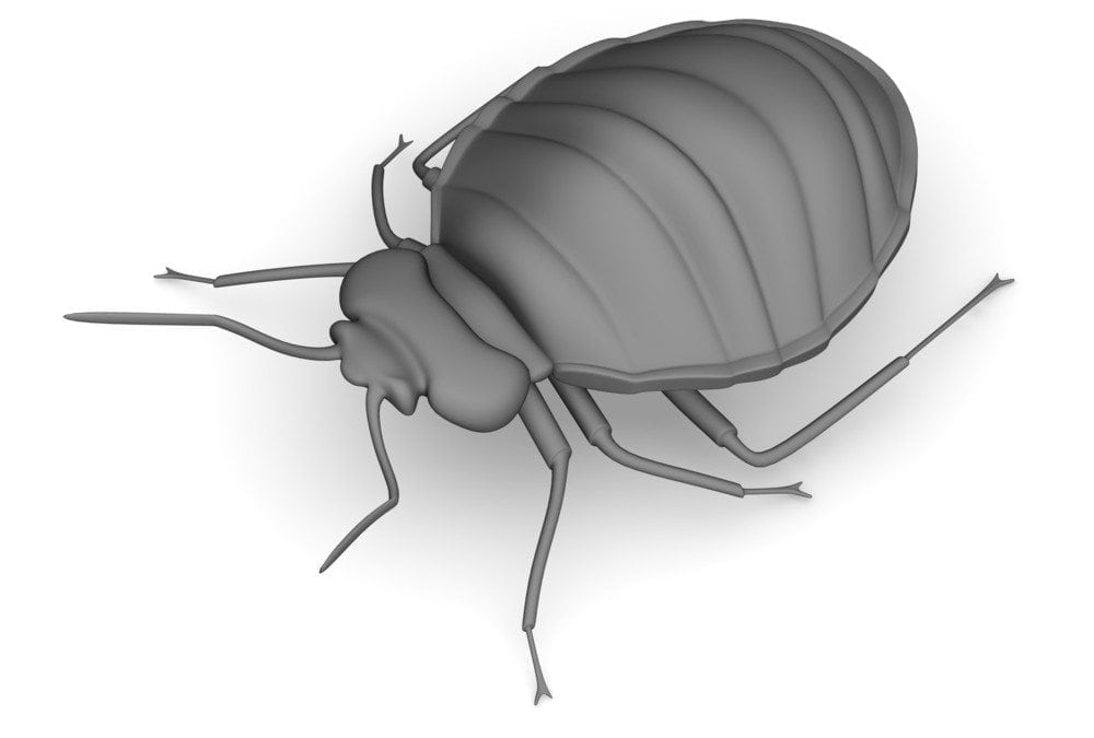 Cuidados contra os temidos “Bed Bugs”