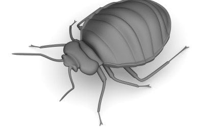 Cuidados contra os temidos “Bed Bugs”