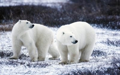 Animais do Canadá: nove espécies encontradas no país