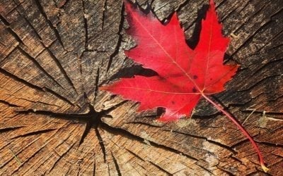 História e importância da Maple Leaf para o Canadá