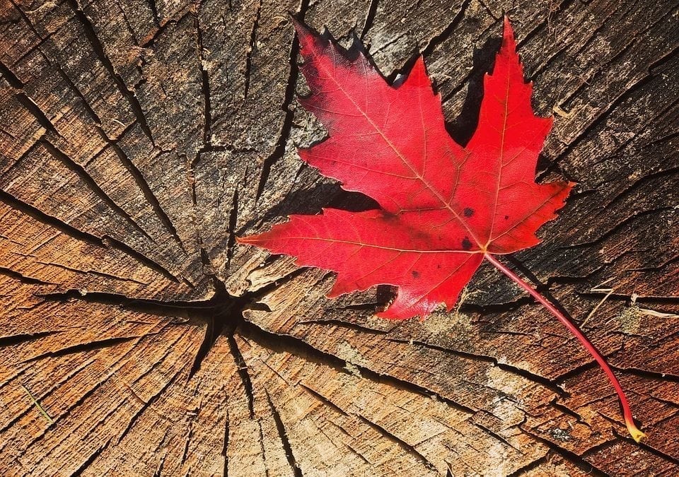 História e importância da Maple Leaf para o Canadá