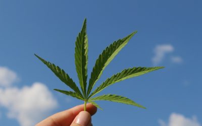 Legalização da maconha no Canadá: imigrantes que não seguirem regras podem perder residência