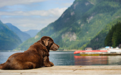 Canadá na lista dos melhores lugares do mundo para os cachorros
